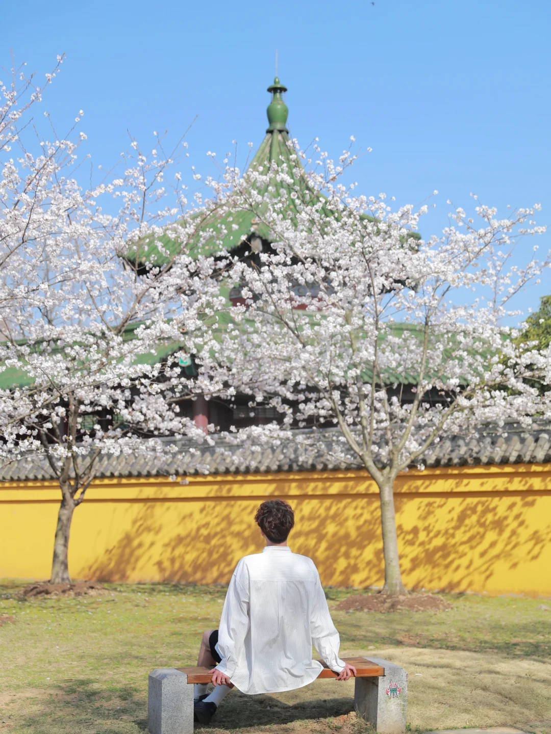 在无锡！今年见过最震撼的樱花！！！