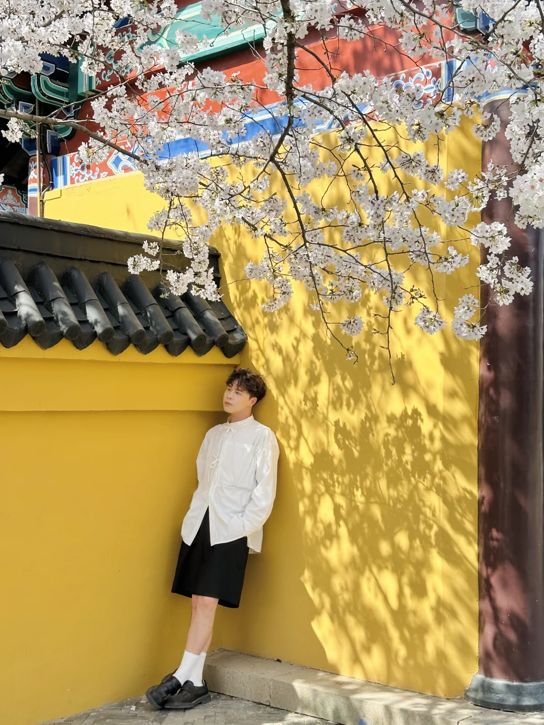 在无锡！今年见过最震撼的樱花！！！