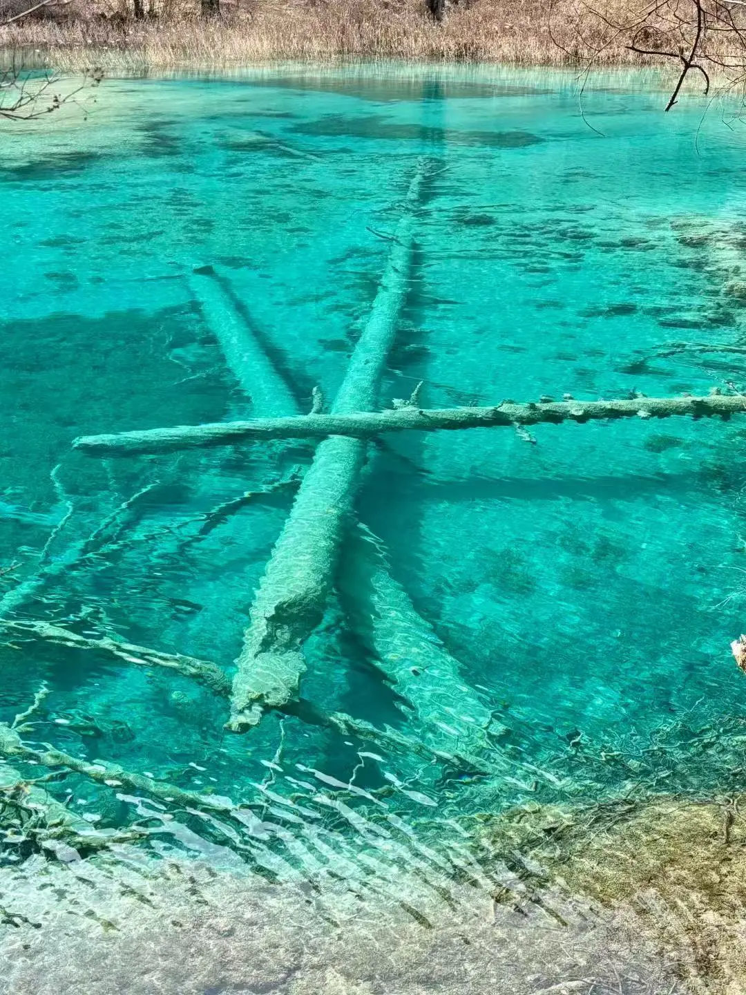 4.2📍九寨沟春日奇遇！！闯入了动物世界