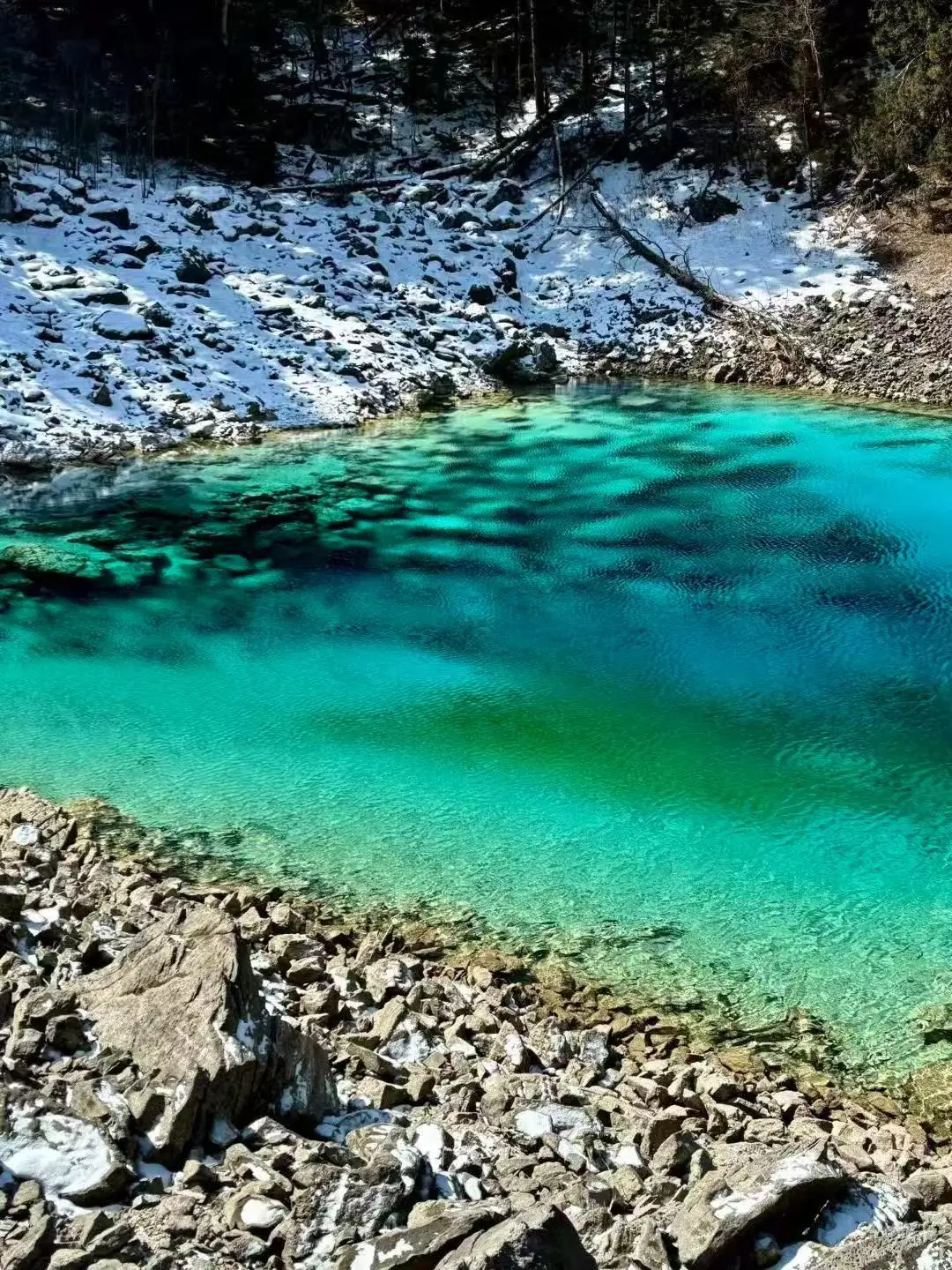 4.2📍九寨沟春日奇遇！！闯入了动物世界