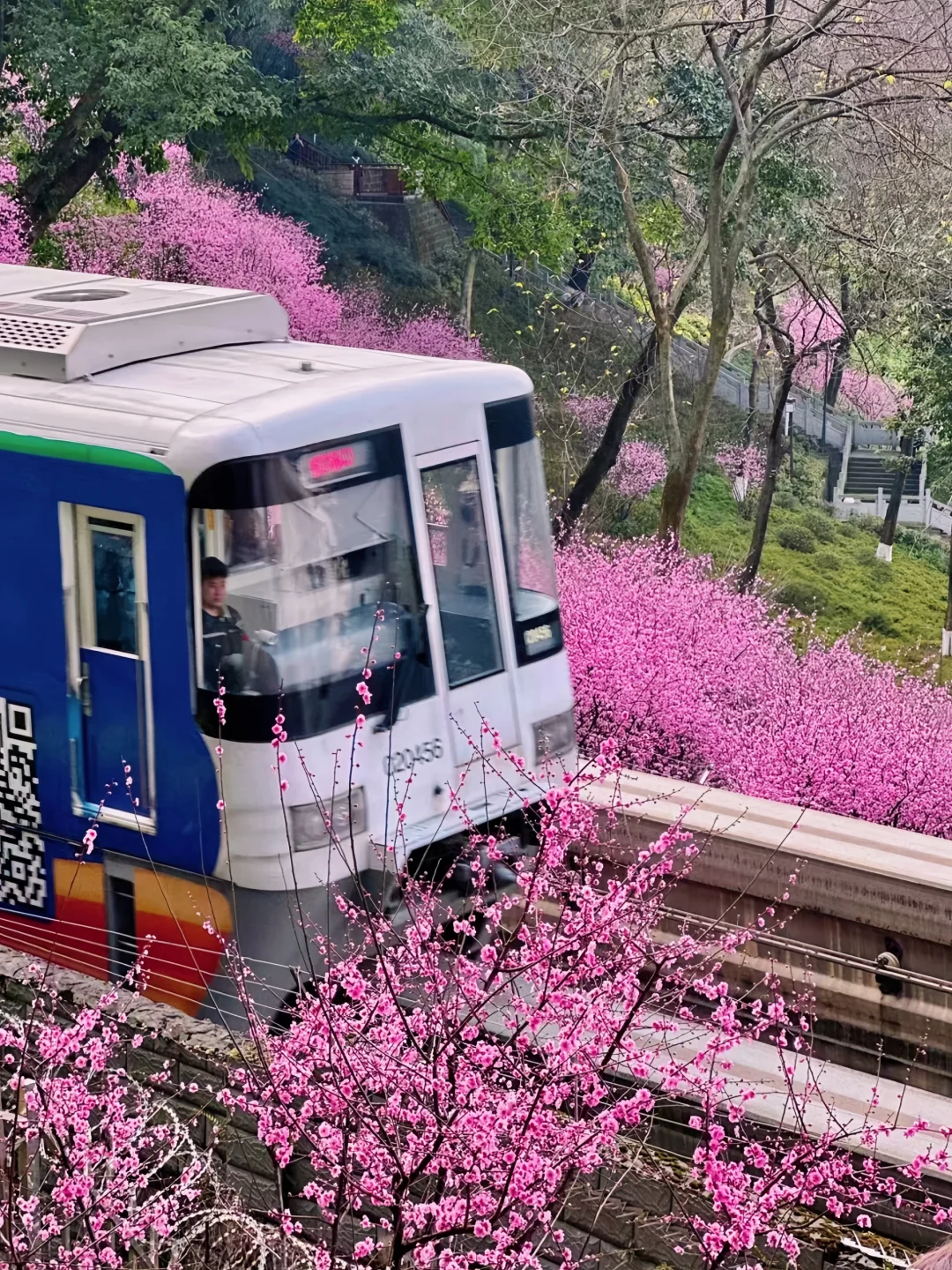 适合春天旅游的9个城市‼️