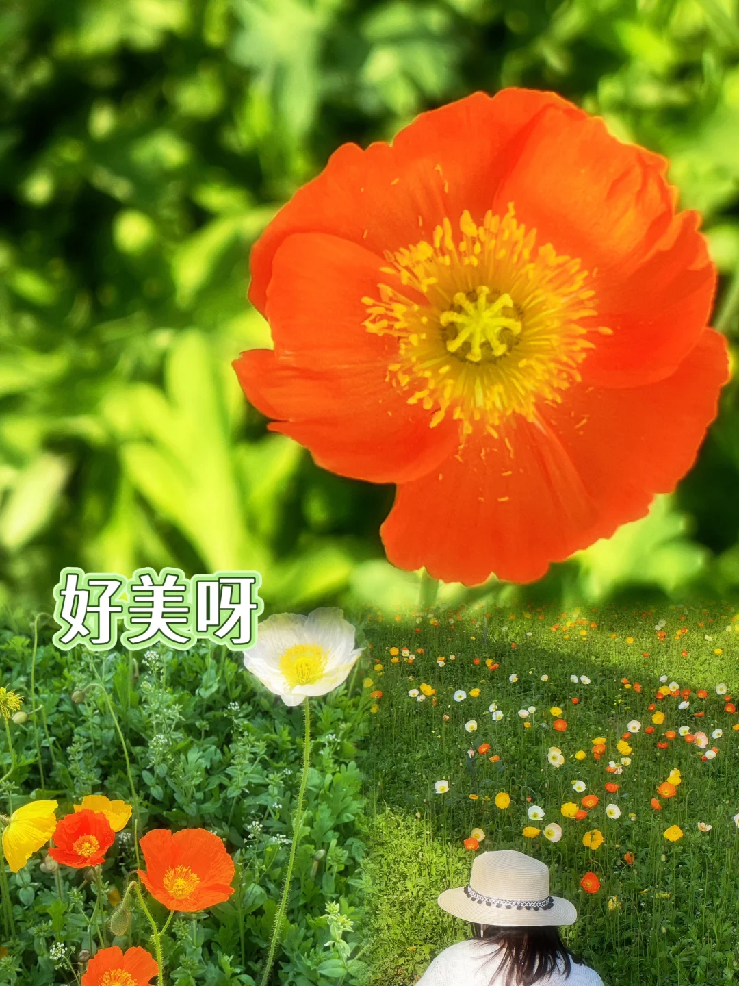 樱花海💢美到窒息，不用去武汉人挤人啰‼️