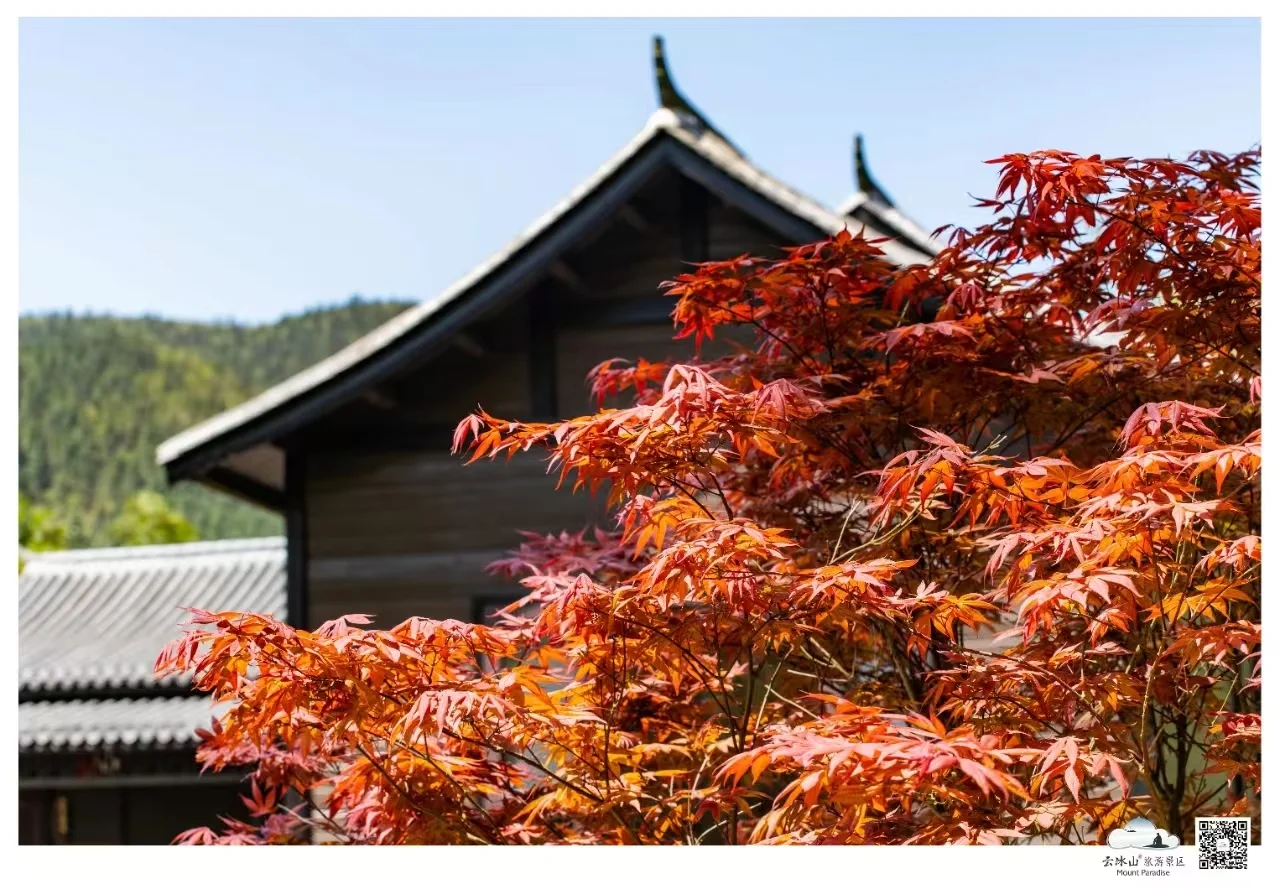 云冰山景区：邂逅，那片惊艳的枫红