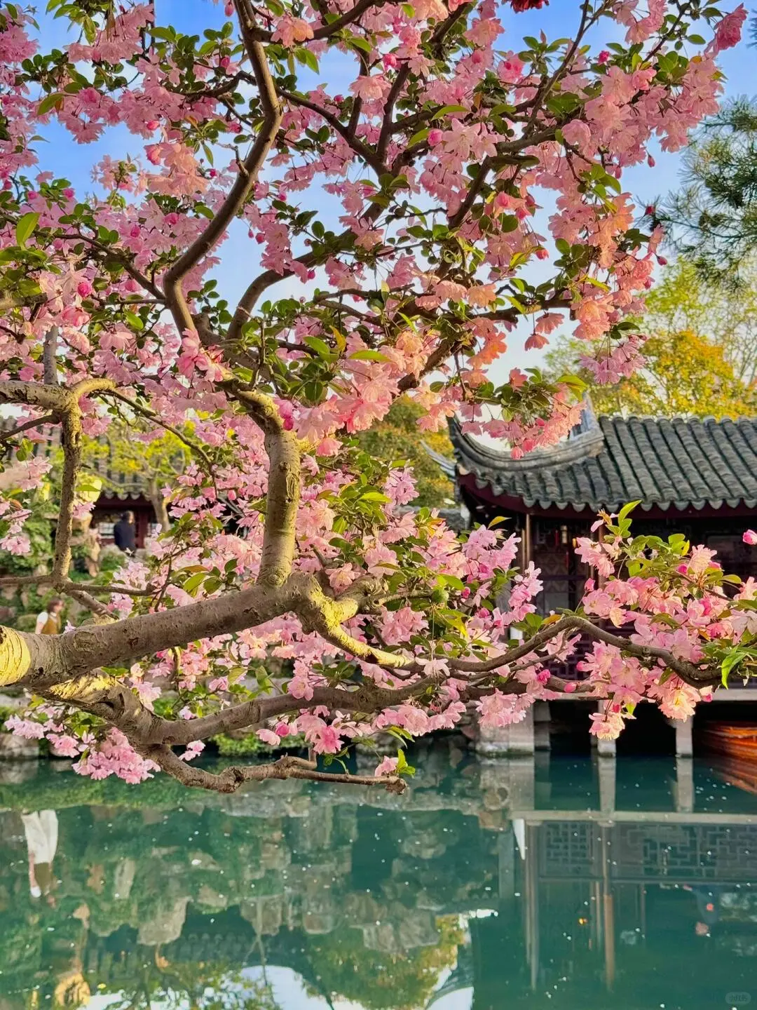 阳春三月3.26-3.31🌸总要下一趟江南吧🍃