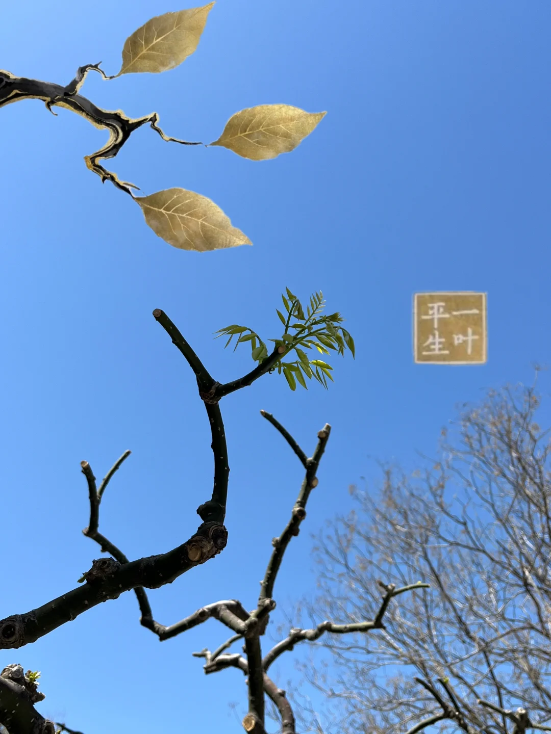 当少东家来到开封be like：