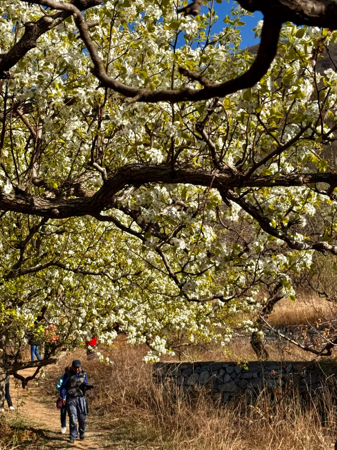 北京绝美徒步路线（69）大清贡梨园赏梨花