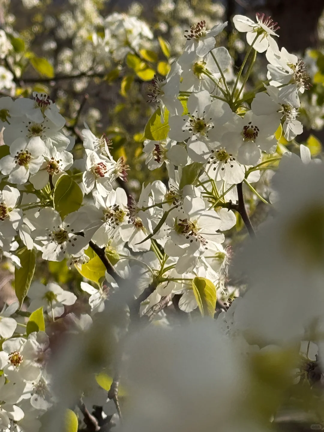 北京绝美徒步路线（69）大清贡梨园赏梨花
