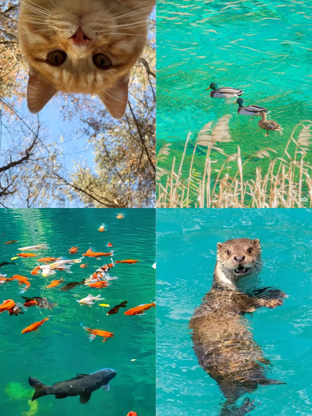 4.2📍九寨沟春日奇遇！！闯入了动物世界