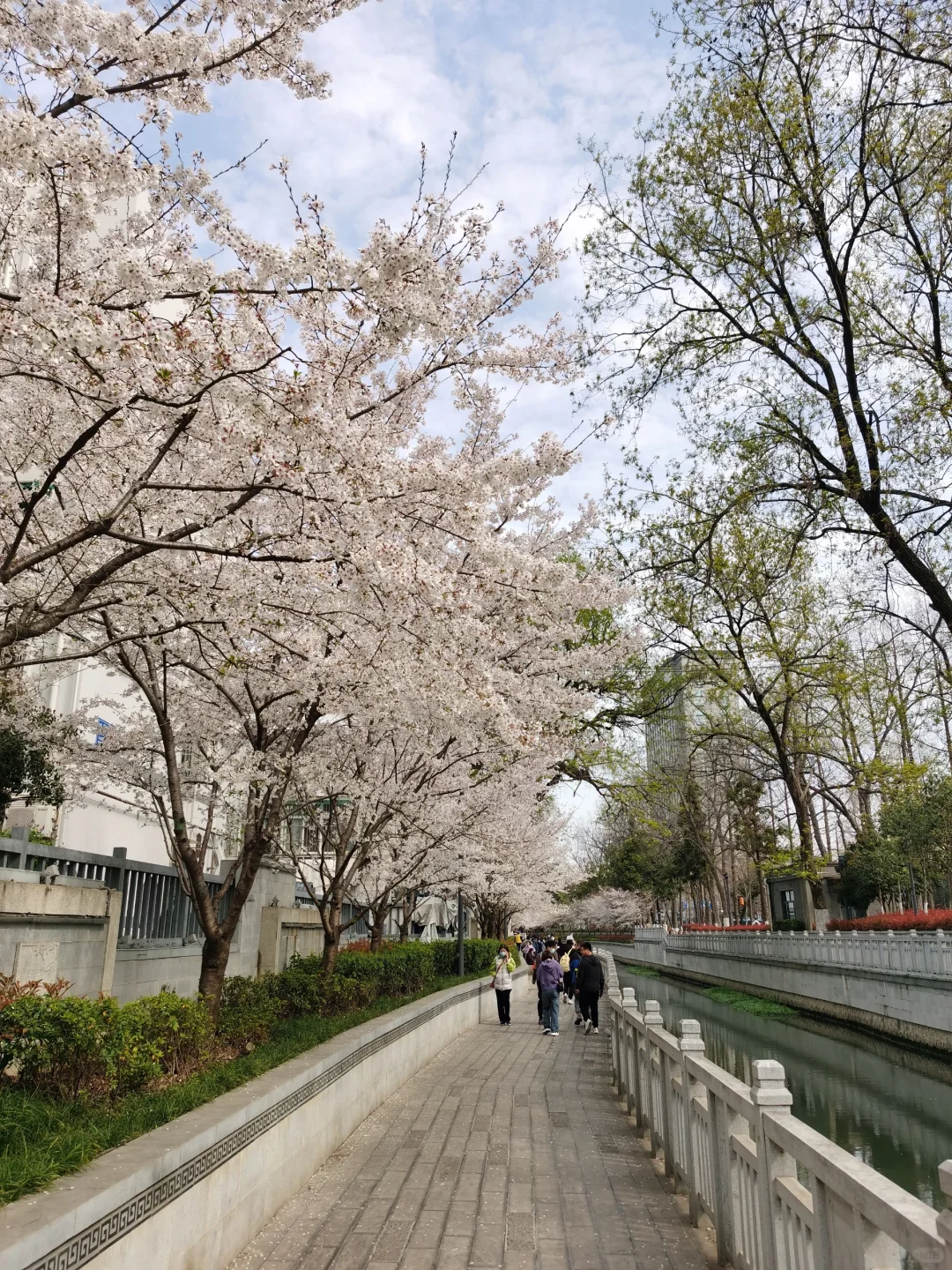 接下来的南京，是一万次的春和景明