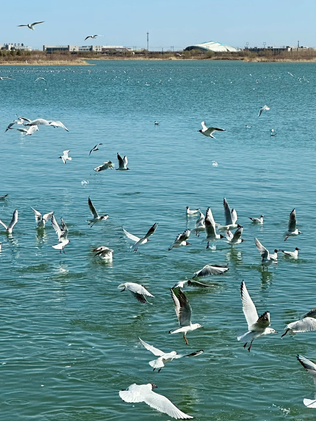 4.2居然在宁夏看到大片海鸥！