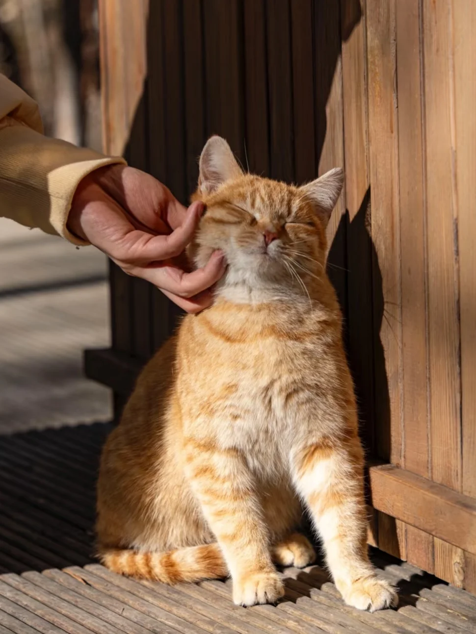 4.2📍九寨沟春日奇遇！！闯入了动物世界