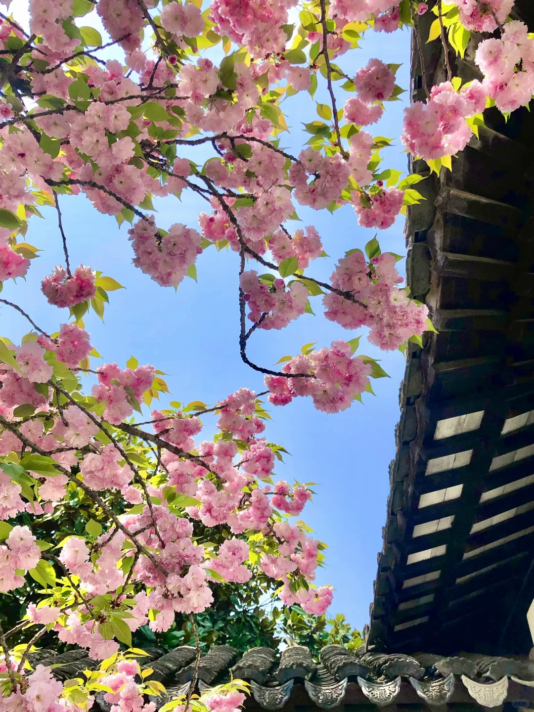 到虎丘才知道苏州的春天多治愈！