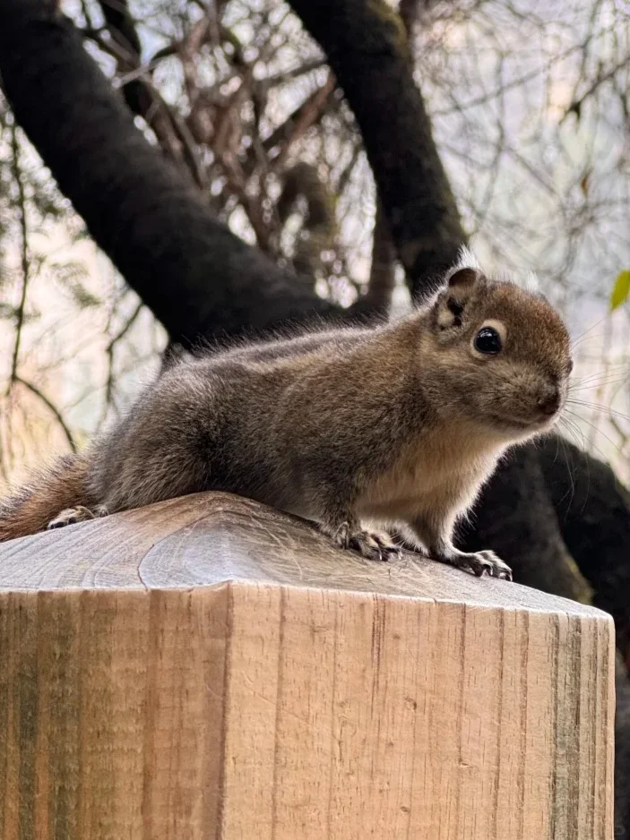 4.2📍九寨沟春日奇遇！！闯入了动物世界