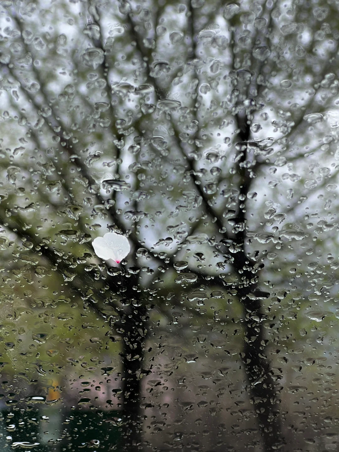 林芝｜雅鲁藏布大峡谷，已投诉