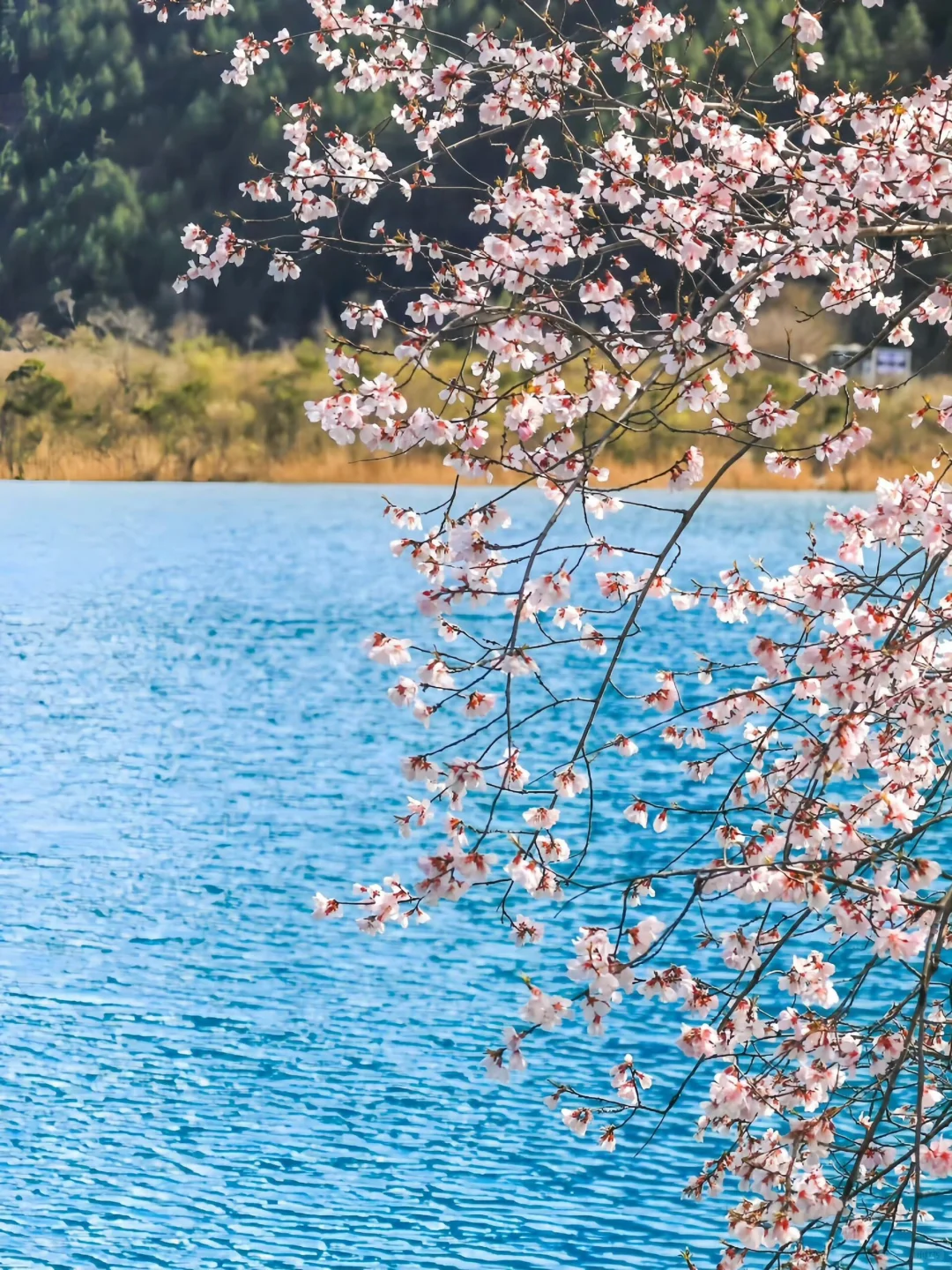 3.24📍九寨沟最新实况！桃花封神季来了🌸