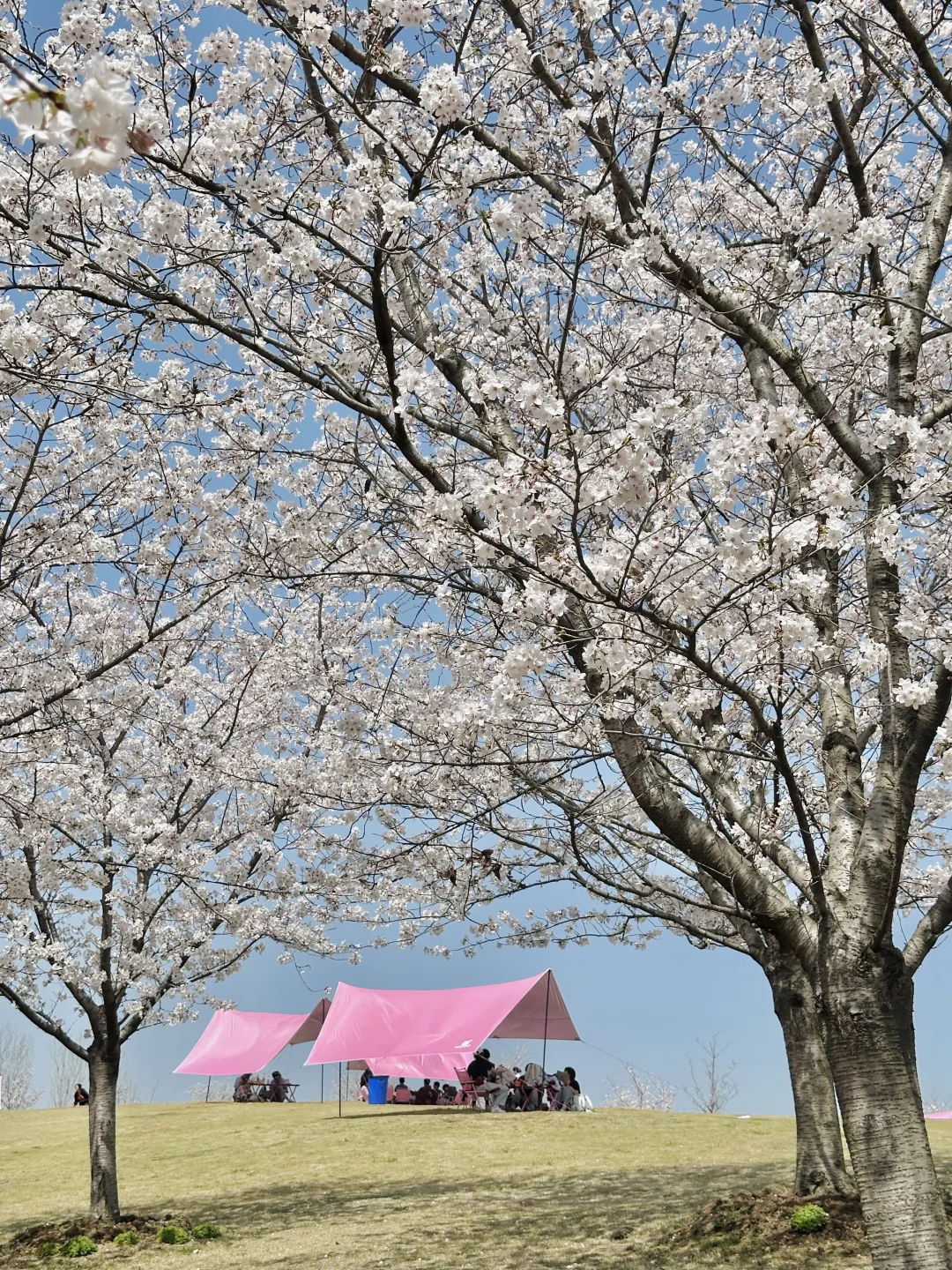 在无锡！今年见过最震撼的樱花！！！