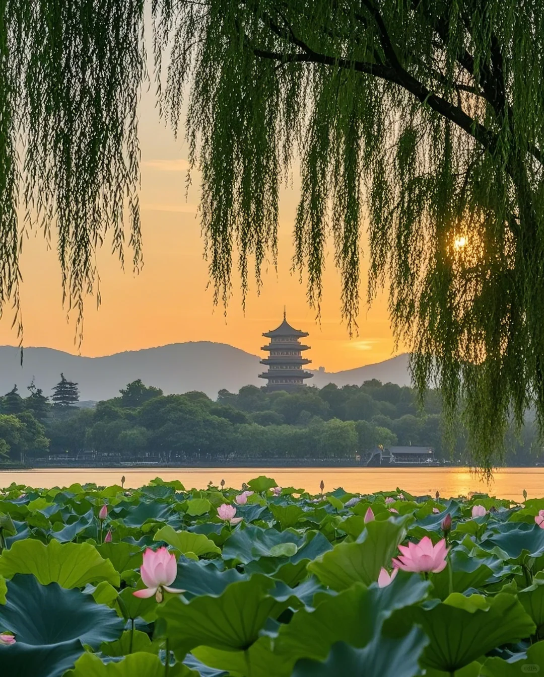 标题：🌸邂逅！西湖边的诗意浪漫