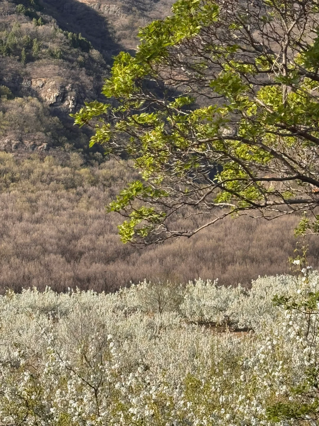 北京绝美徒步路线（69）大清贡梨园赏梨花
