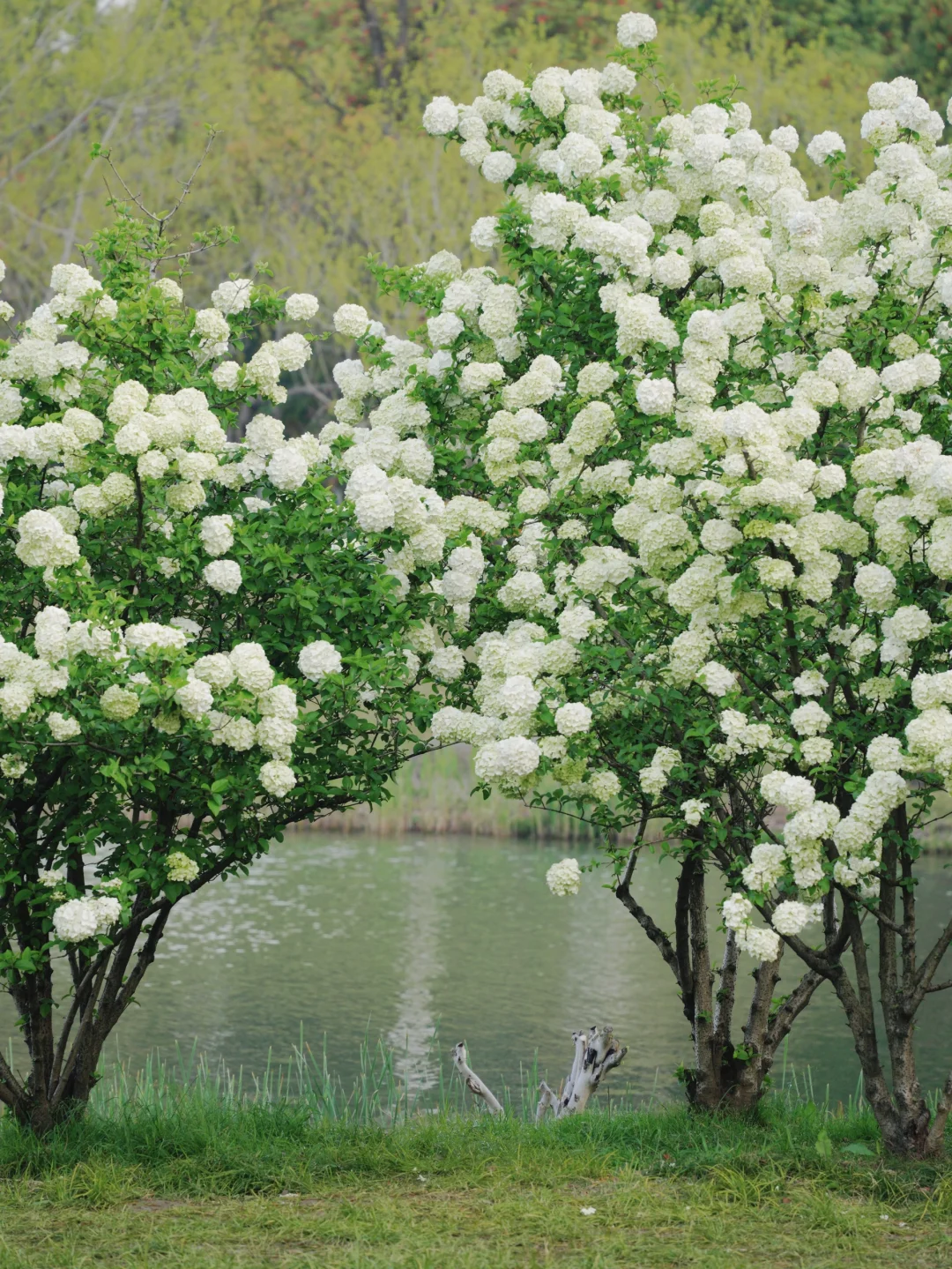 4.2湘湖木绣球| 多处木绣球花海适合拍人像！
