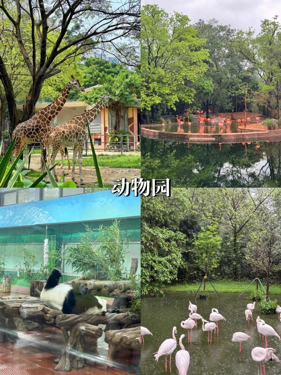 在广州待了7年‼️给4-6月来的姐妹一些建议