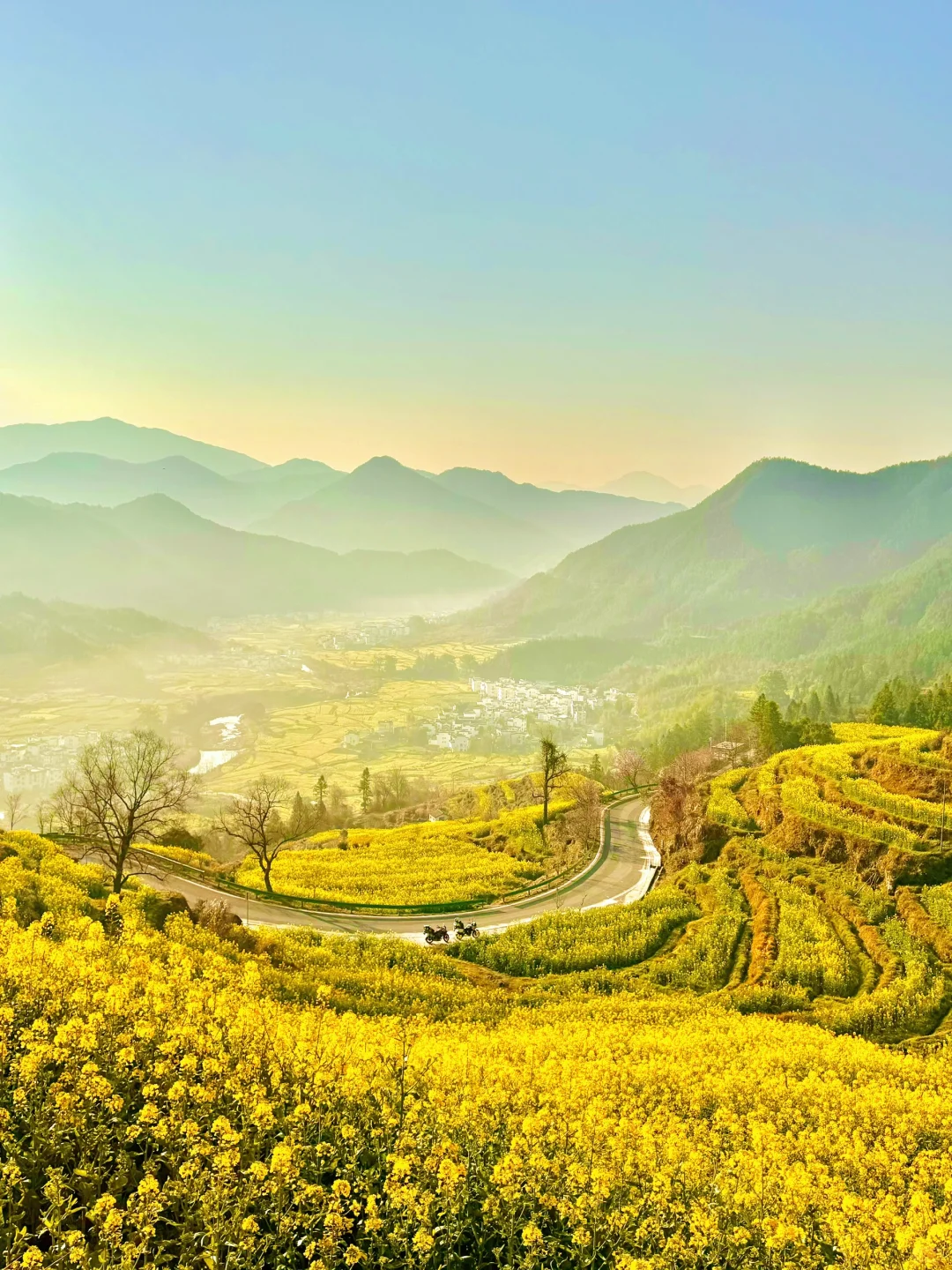 live实况🌼婺源的春天美到封神！没有平替…