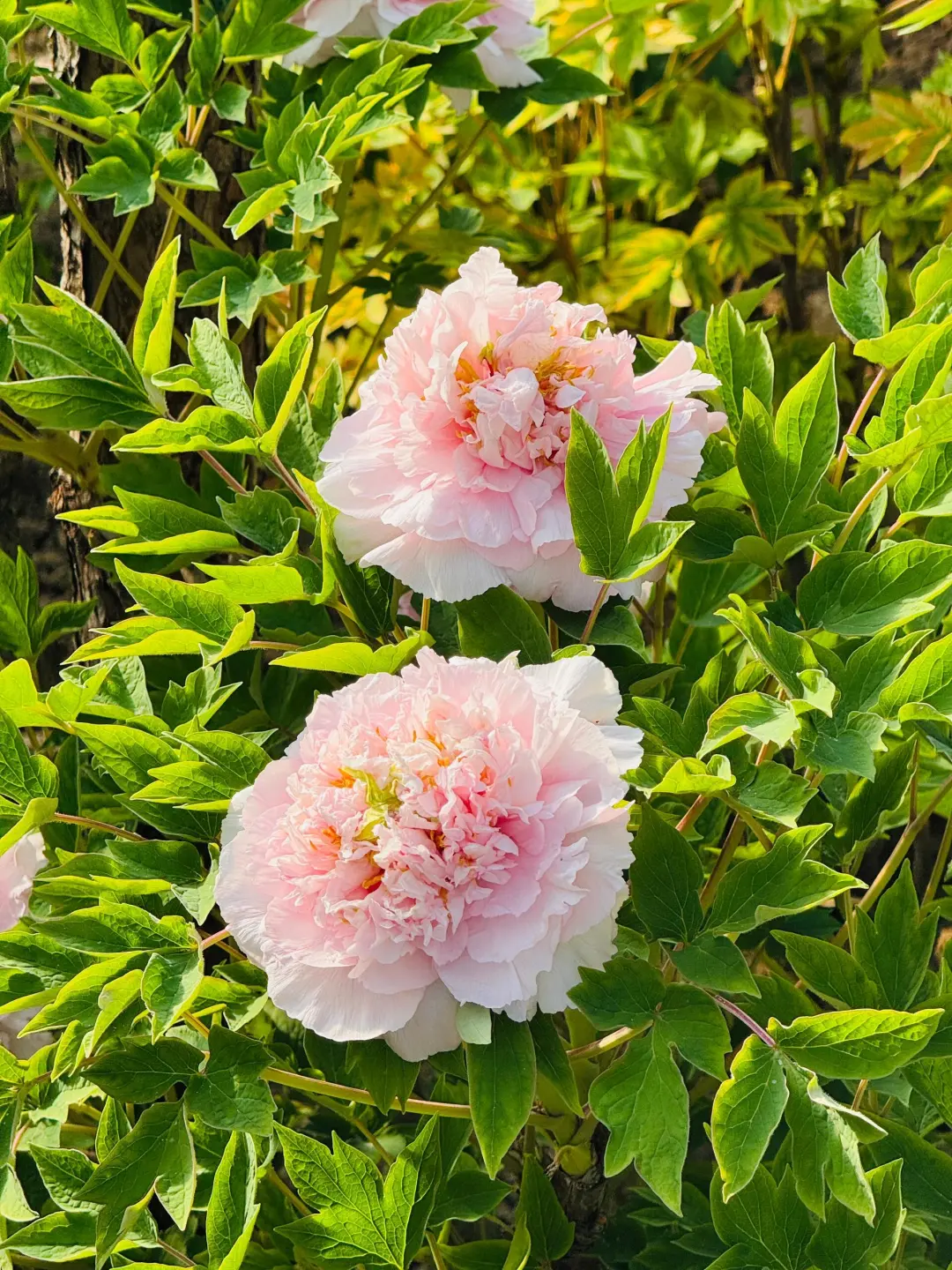 洛阳牡丹节旅游通知！幸好提前看到了😭