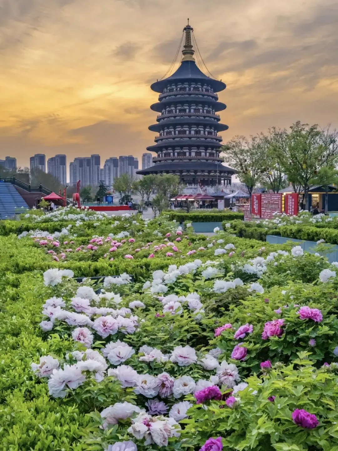 洛阳牡丹节旅游通知！幸好提前看到了😭