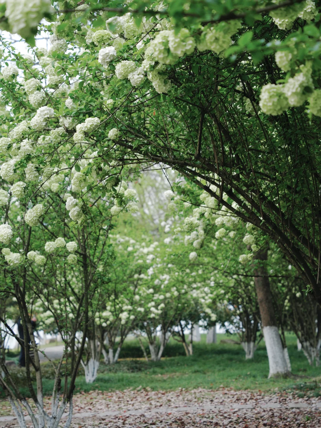 4.2湘湖木绣球| 多处木绣球花海适合拍人像！