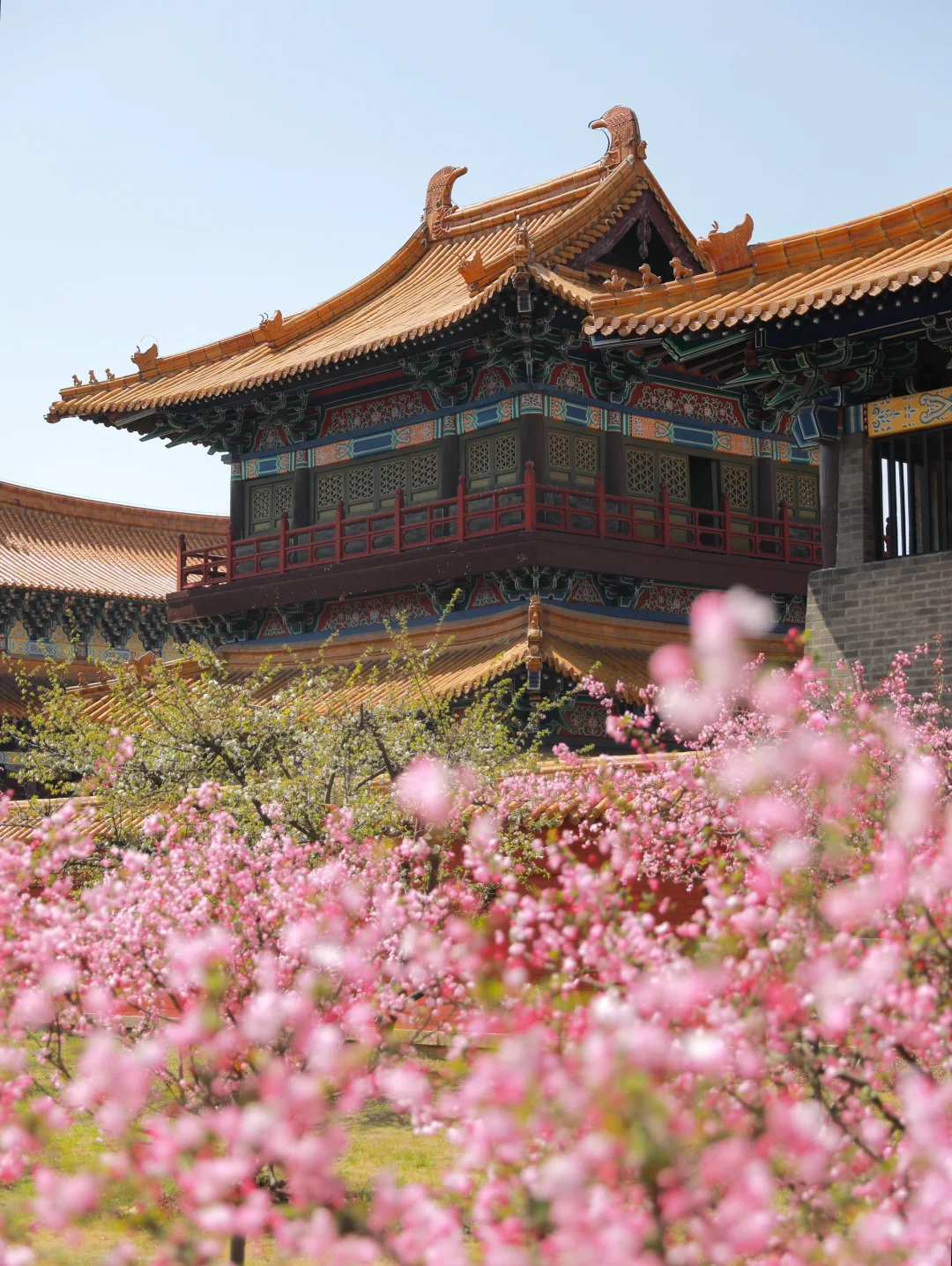 在无锡！今年见过最震撼的樱花！！！