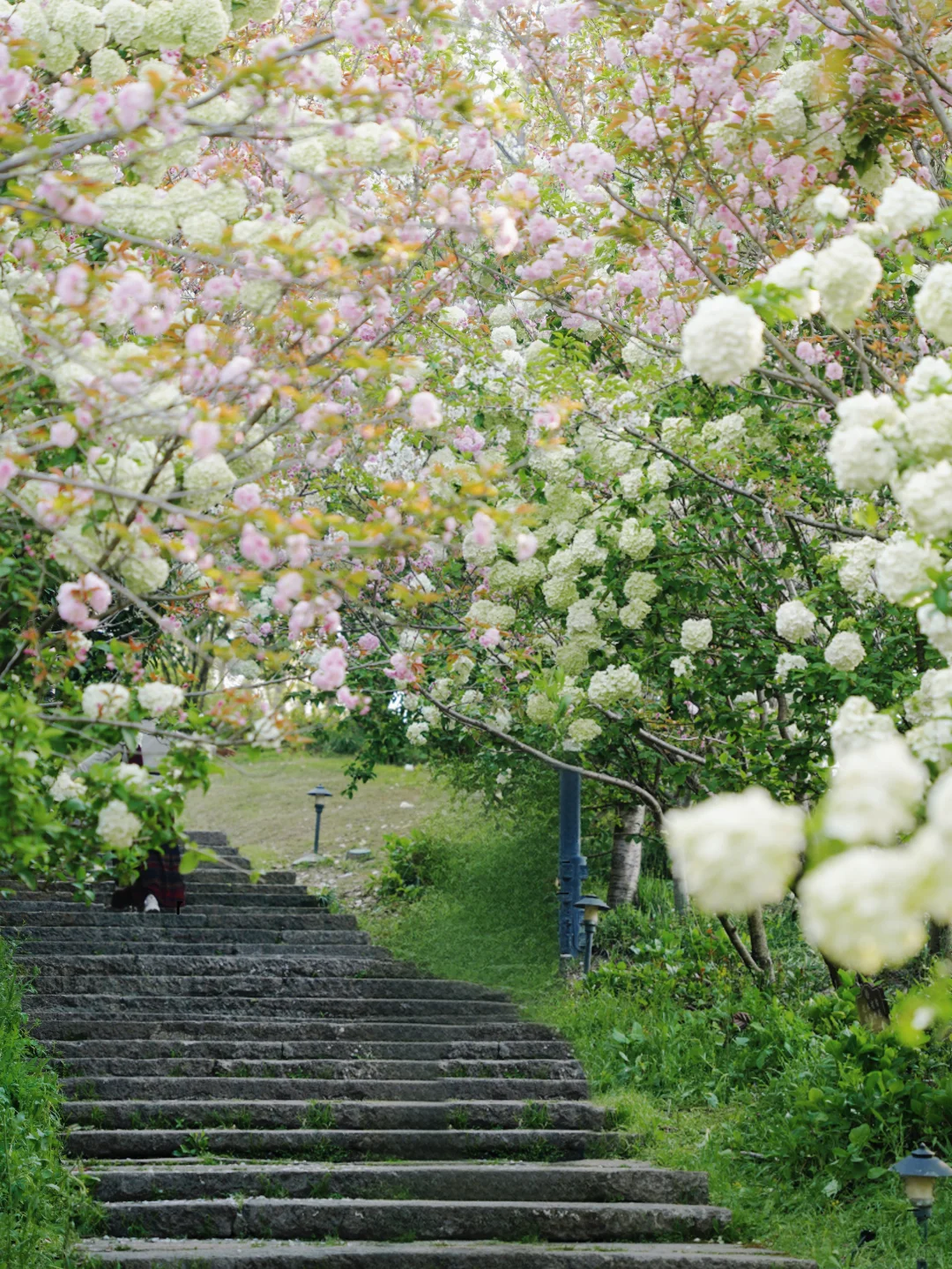 4.2湘湖木绣球| 多处木绣球花海适合拍人像！