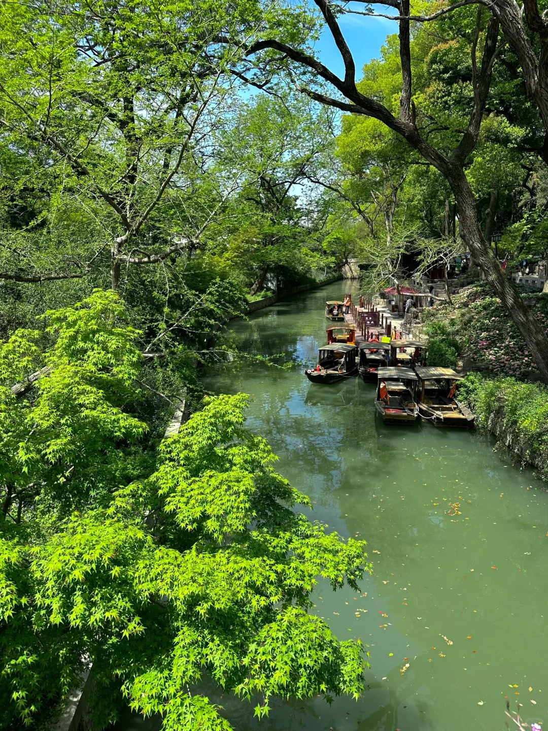 到虎丘才知道苏州的春天多治愈！