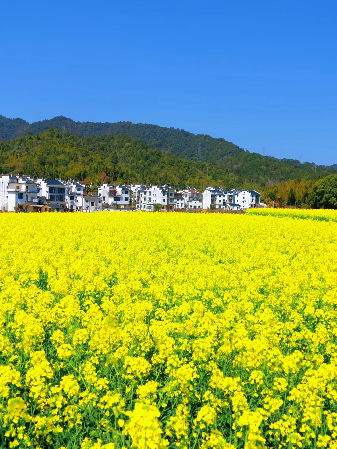 live实况🌼婺源的春天美到封神！没有平替…