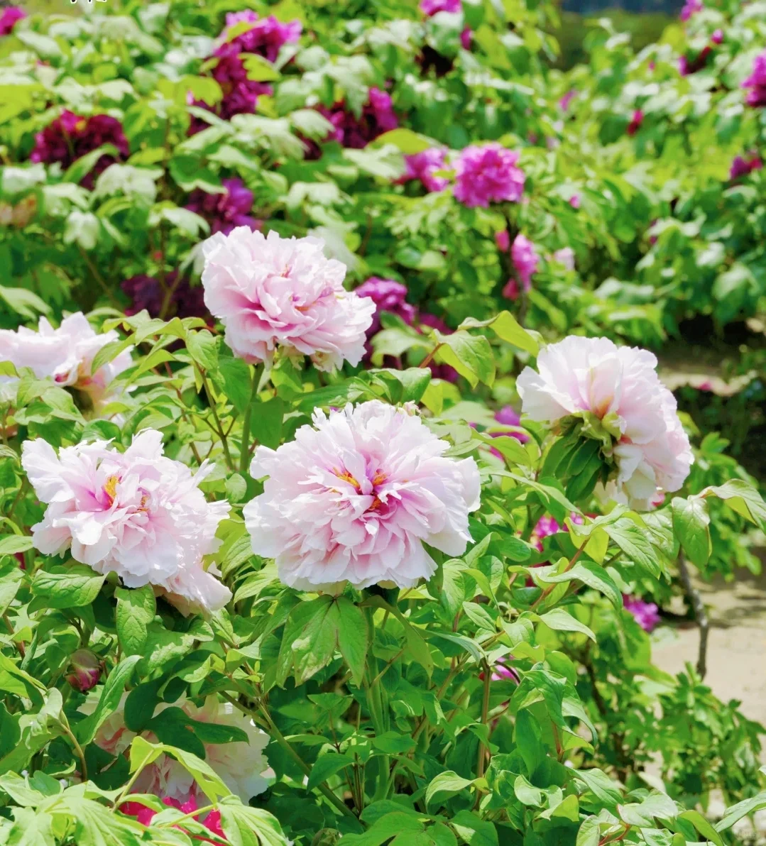 国内3月-4月去哪儿玩？