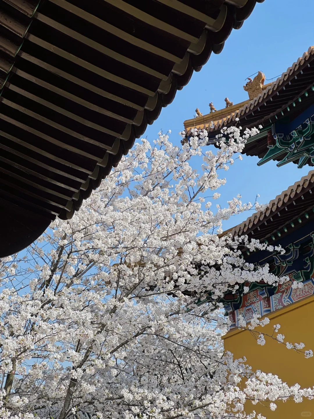 在无锡！今年见过最震撼的樱花！！！