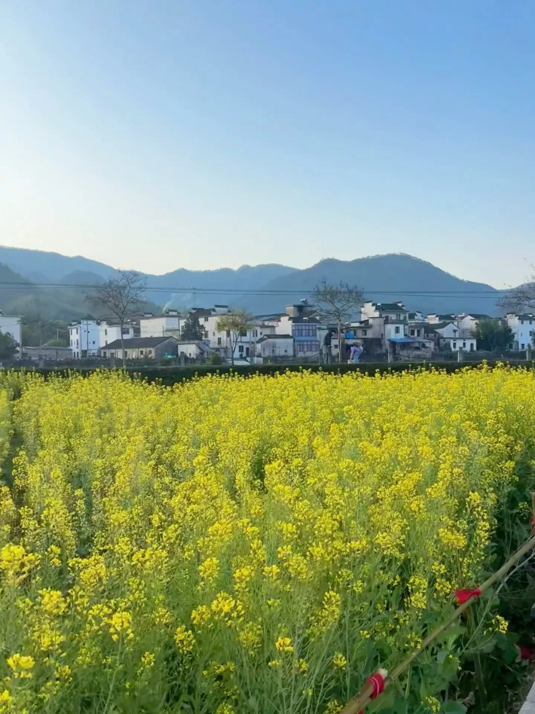 婺源宏村去腻了❗️绝美油菜花梯田在这里