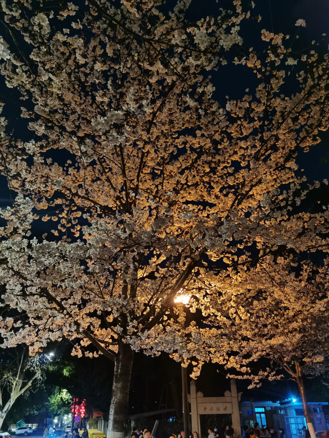 接下来的南京，是一万次的春和景明