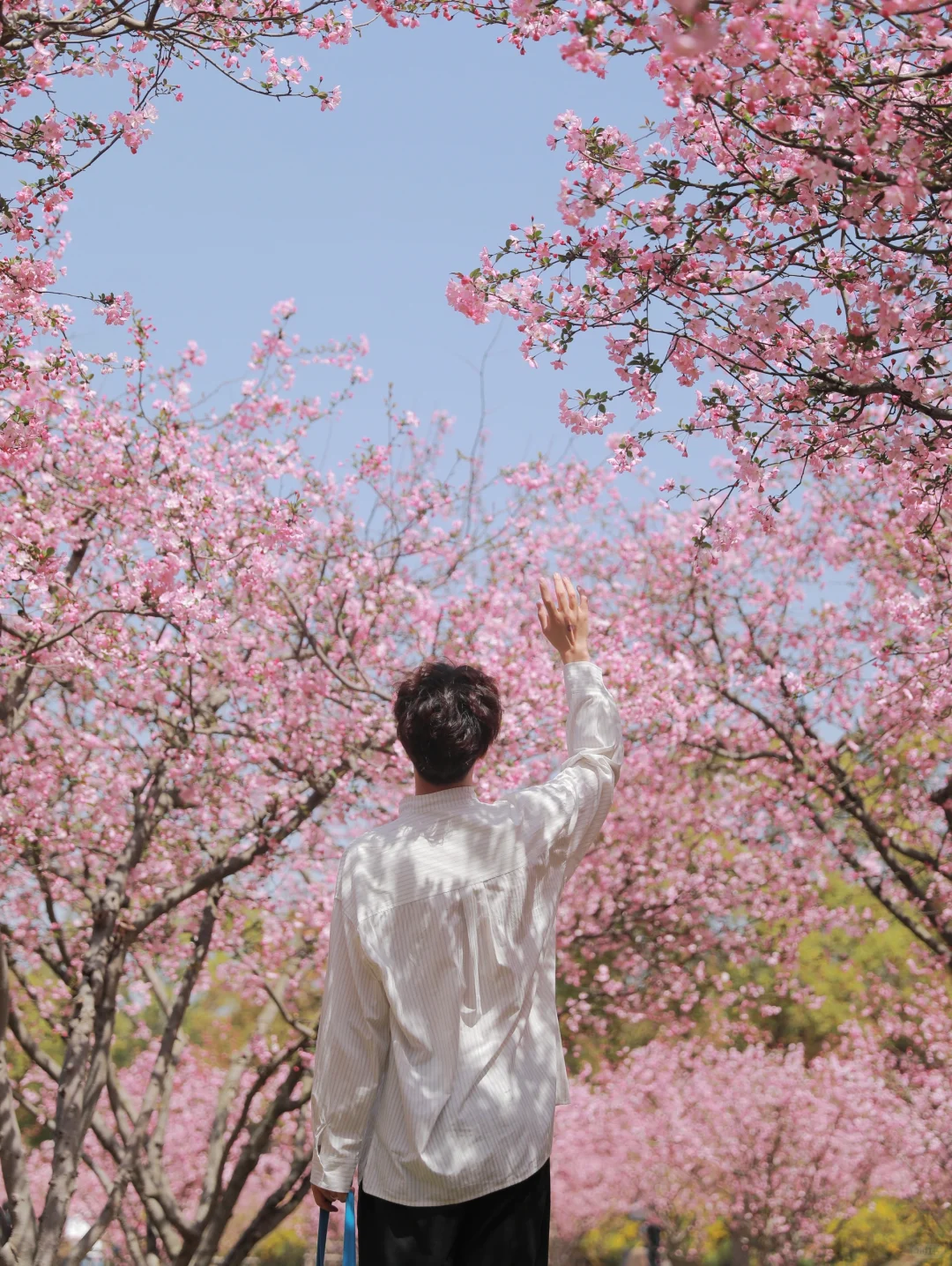 在无锡！今年见过最震撼的樱花！！！