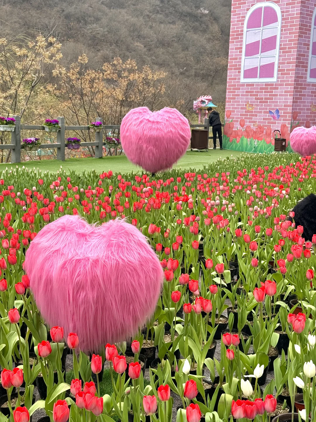真不是荷兰！是河南！💐郁金香花海美到窒息🥹
