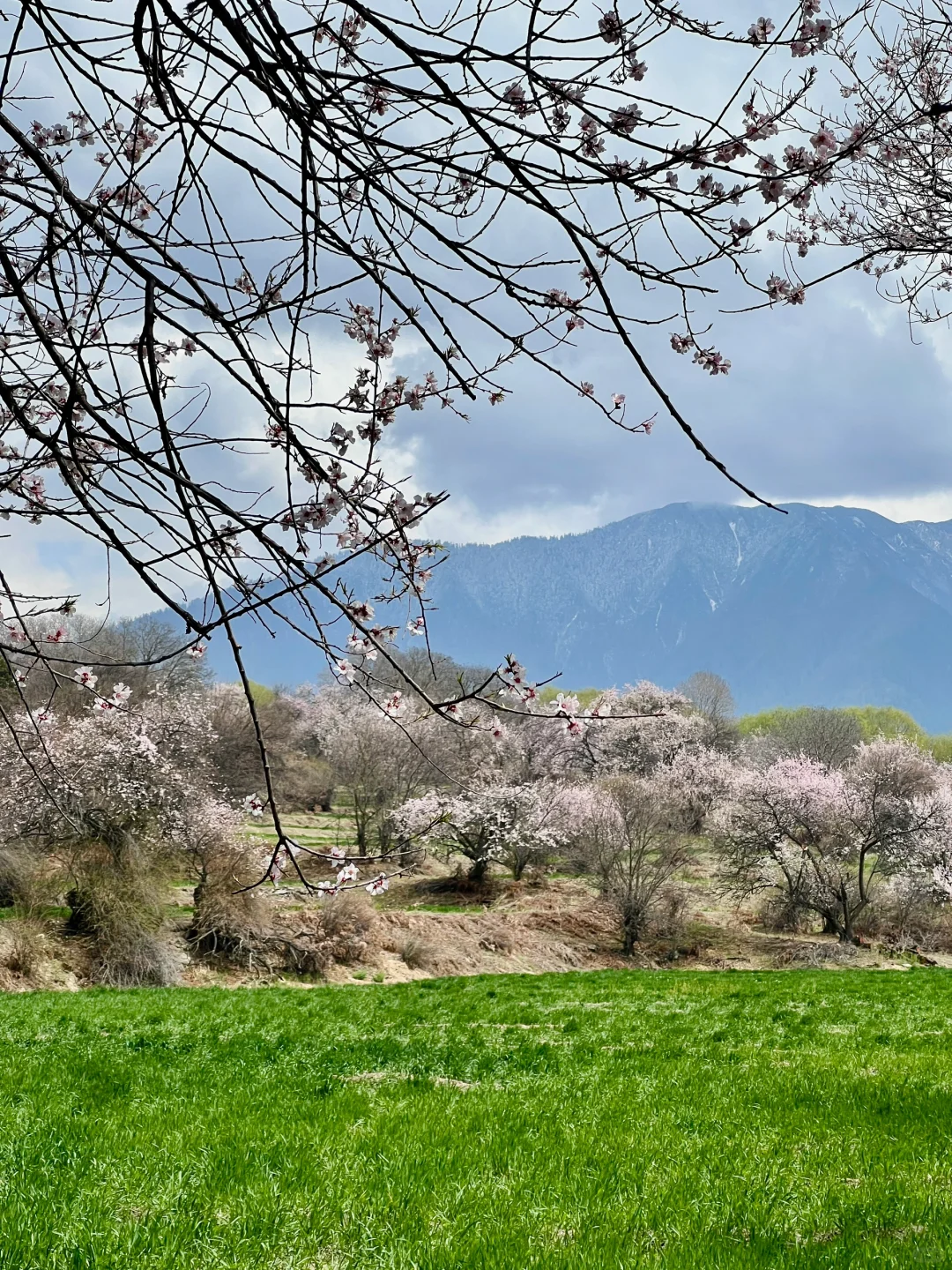 林芝｜雅鲁藏布大峡谷，已投诉