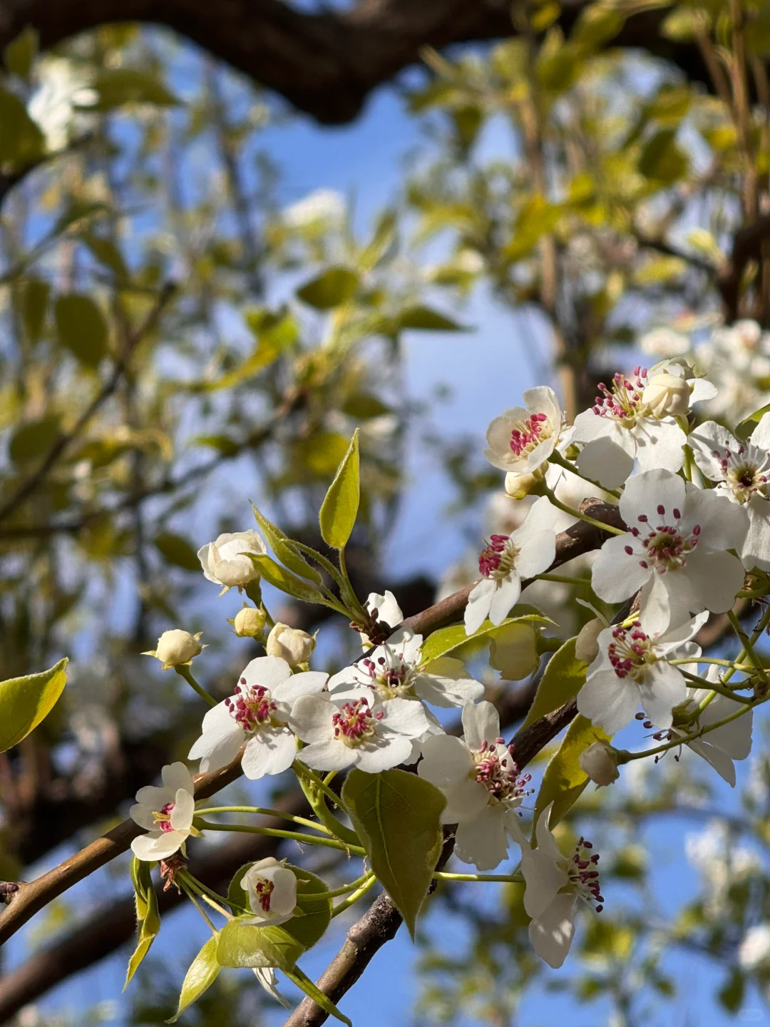 北京绝美徒步路线（69）大清贡梨园赏梨花