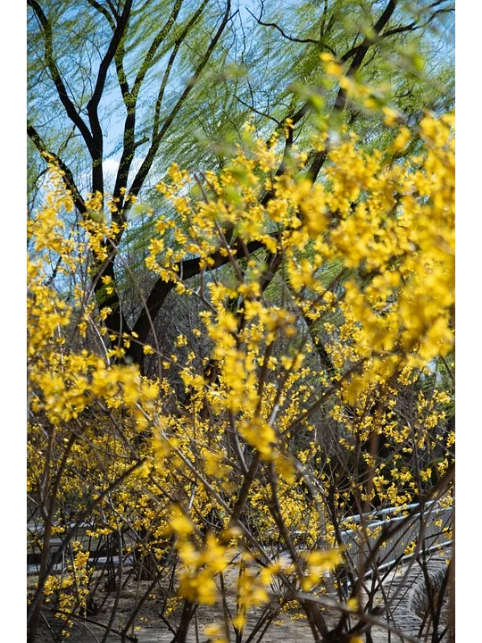 3月去赏花-河北篇（石家庄邯郸保定唐山）