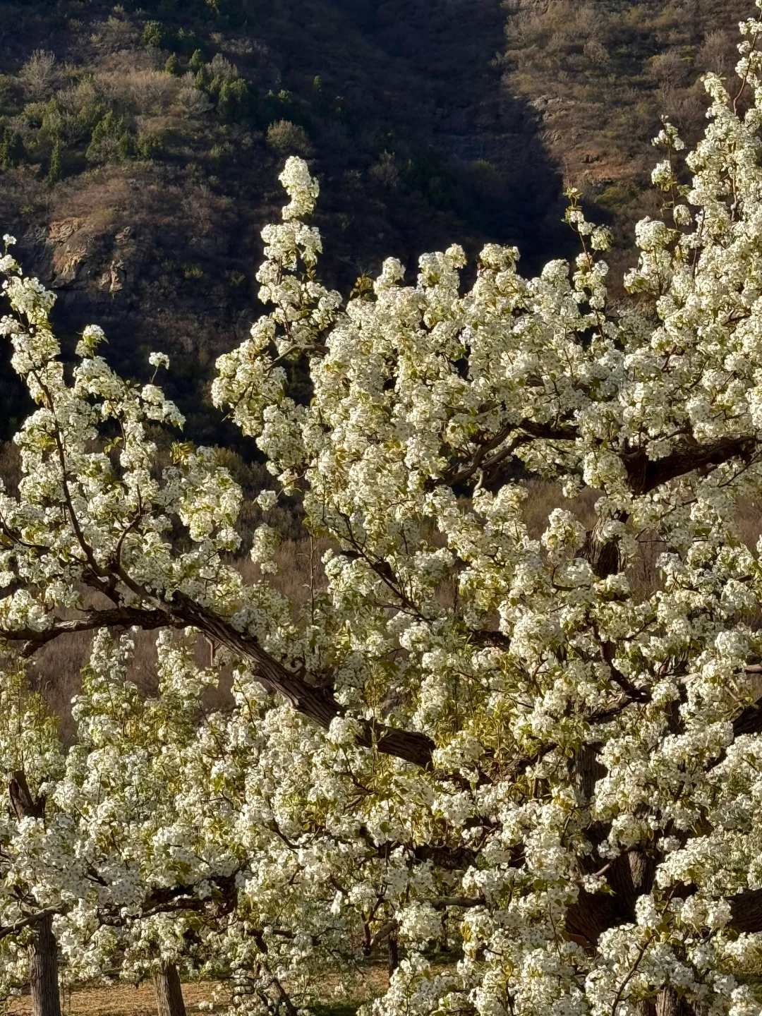 北京绝美徒步路线（69）大清贡梨园赏梨花