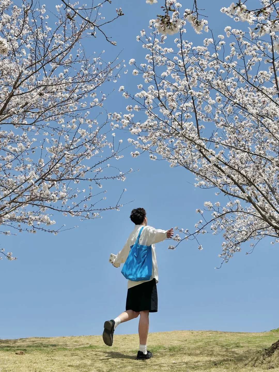 在无锡！今年见过最震撼的樱花！！！