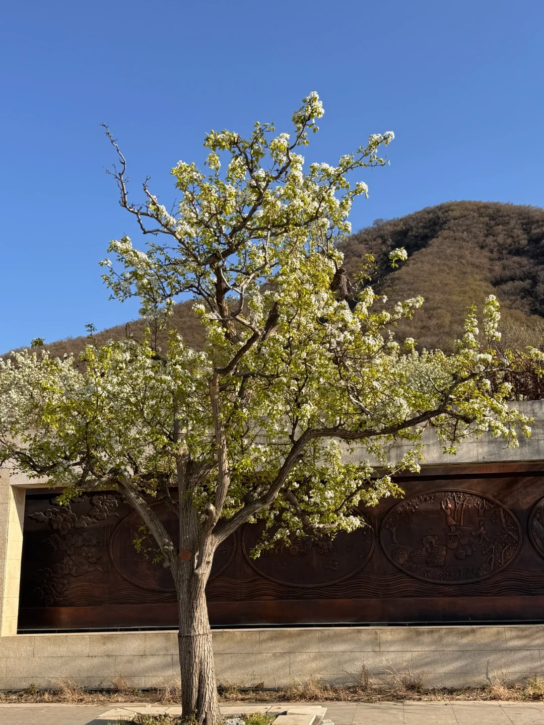 北京绝美徒步路线（69）大清贡梨园赏梨花