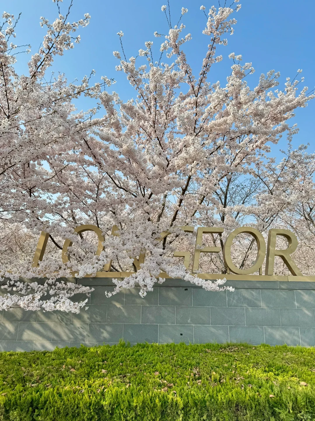 烟台！🌿超全春日🌸打卡神仙地景点合集！！