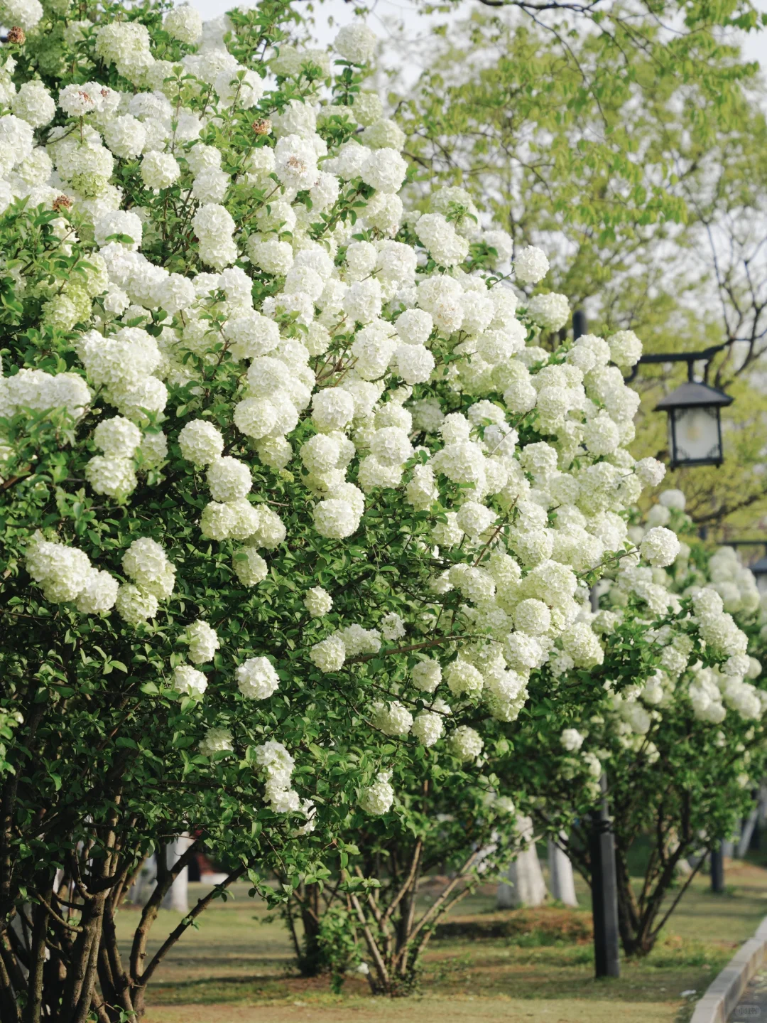 4.2湘湖木绣球| 多处木绣球花海适合拍人像！