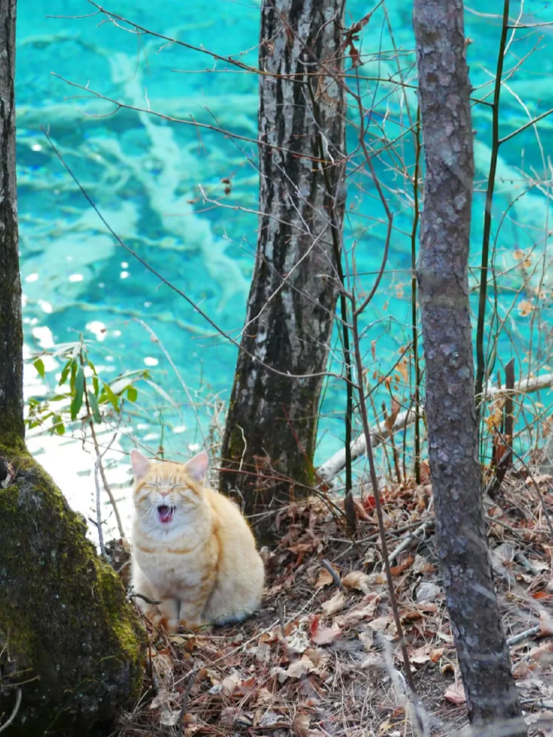 4.2📍九寨沟春日奇遇！！闯入了动物世界