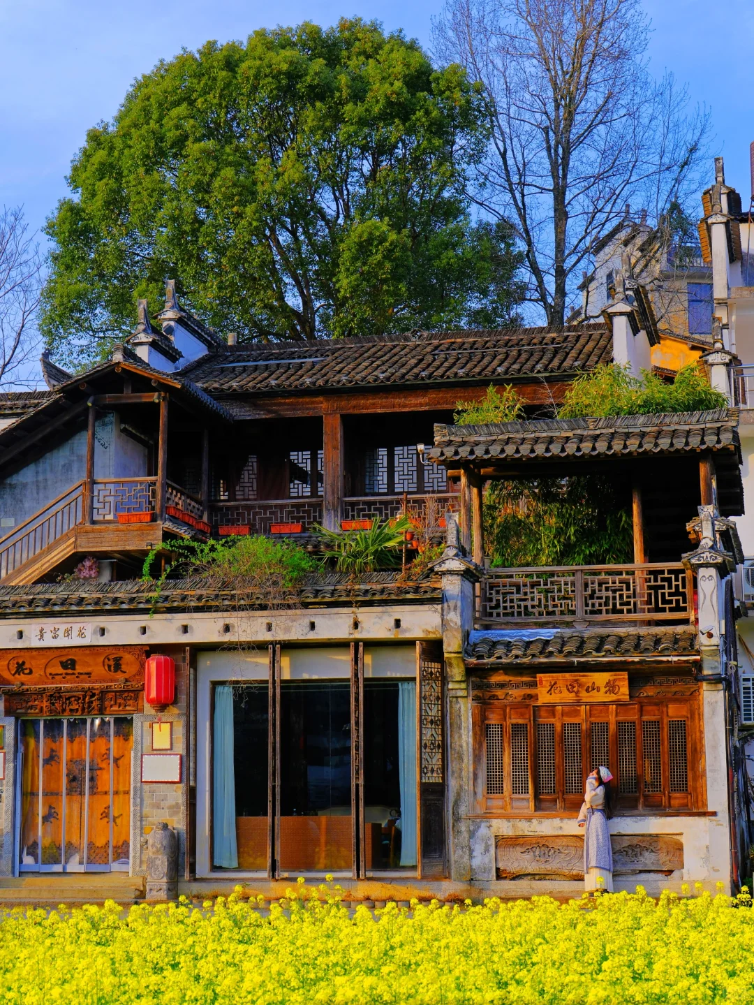 live实况🌼婺源的春天美到封神！没有平替…