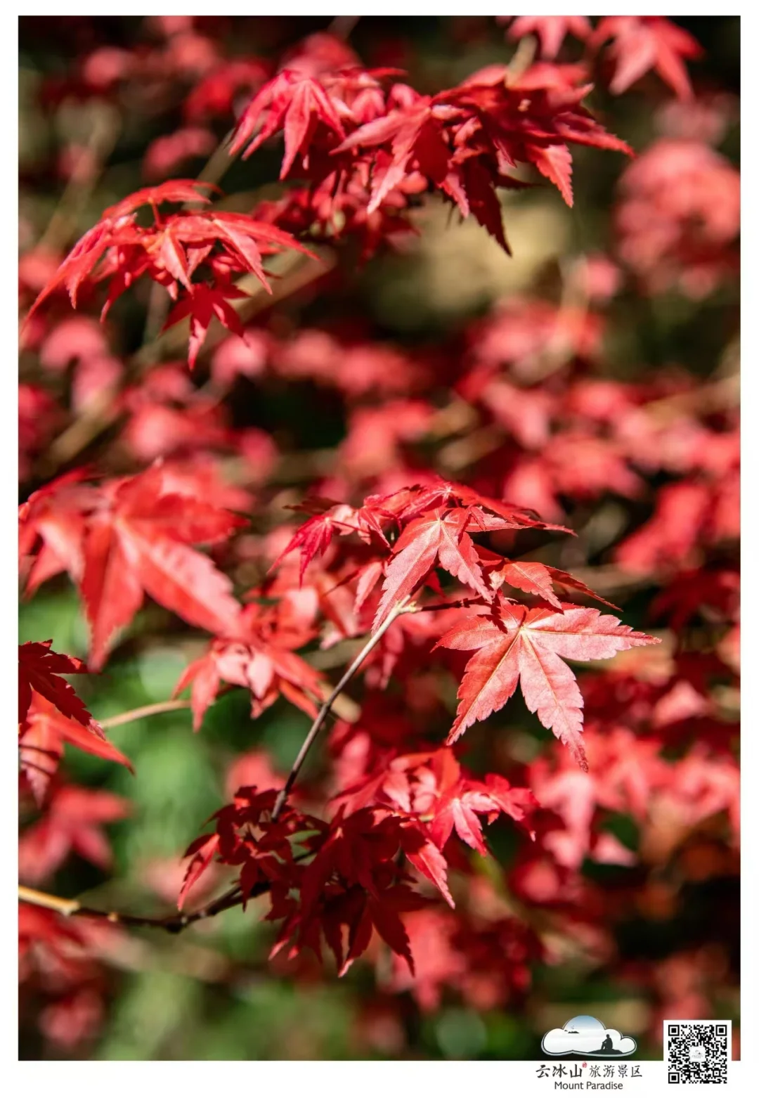 云冰山景区：邂逅，那片惊艳的枫红