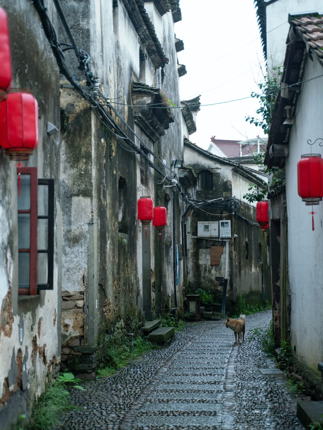 后悔才去😭江浙沪最适合春游的绝美小城